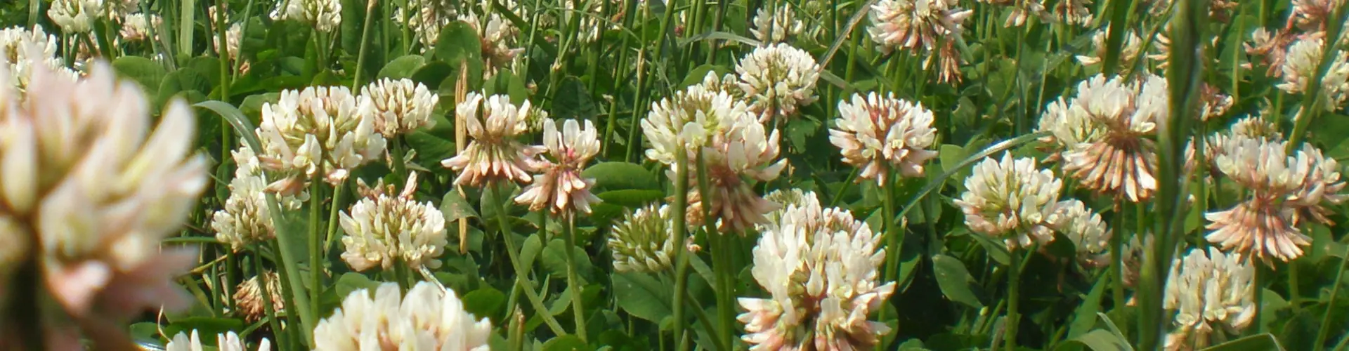 Klee senkt die Produktionskosten der Milch um 1 Cent