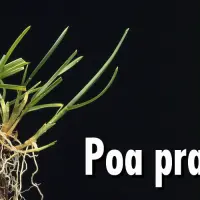 Wiesenrispengras – Poa pratensis