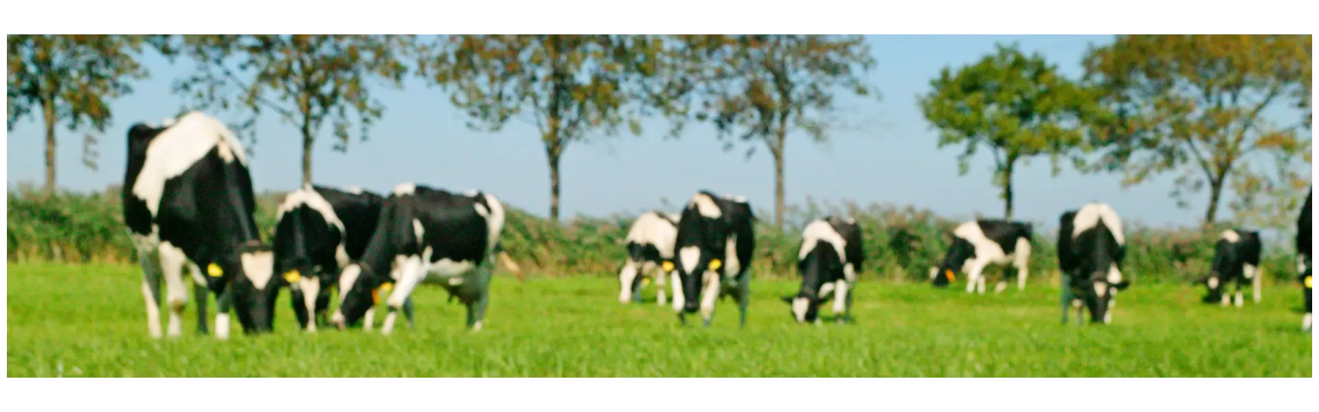 Landwirtschaftskammer: Rohrschwingel gut verdaulich