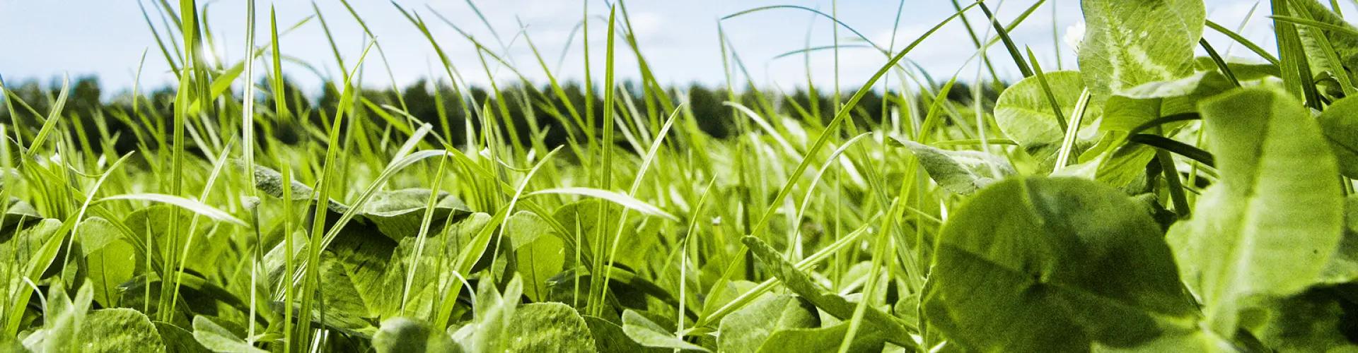 Forscherin bittet um Aufmerksamkeit für Leguminosen