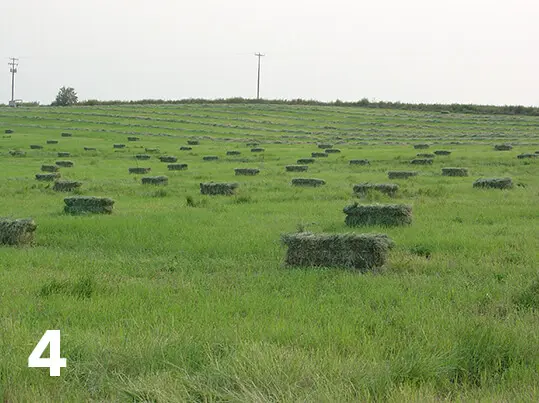 teff-4