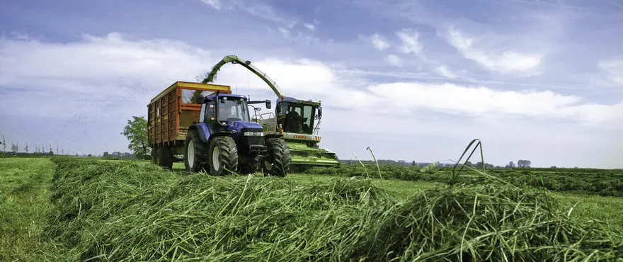 Large_Phleum_Pratense_HR