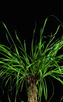 5-4-4-5-Lolium%20multiflorum2