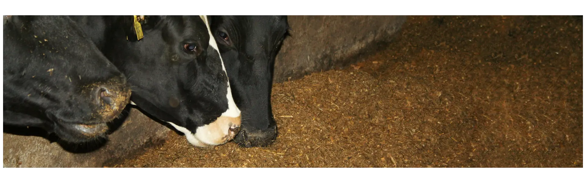 "Kein Gras ist so gut wie GS•Struktur"