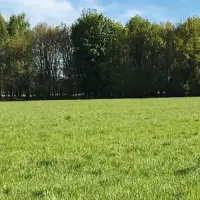 Sanftblättriger Rohrschwingel das Multitalent unter den Futtergräsern