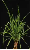 Bromus subsps2