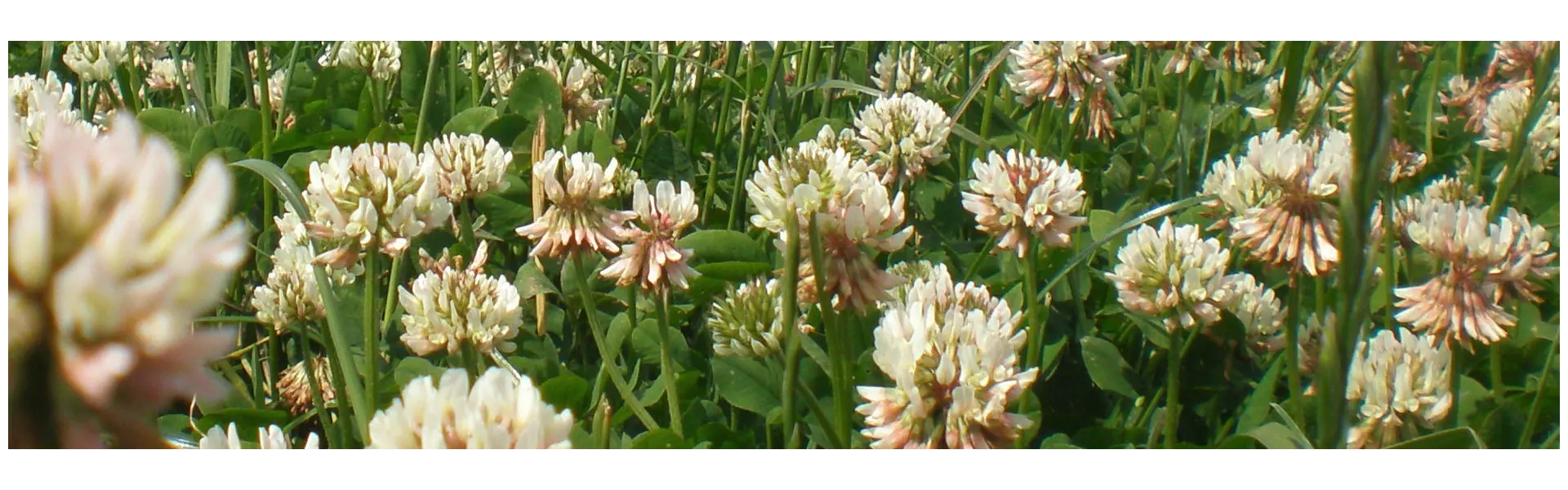 Erfolgreich Klee anbauen? So machen Sie das!