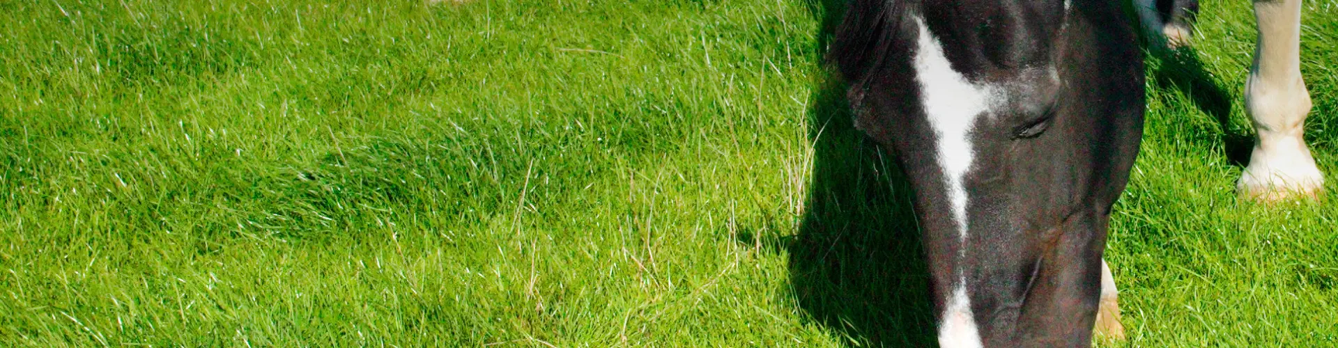 PORTAL_SLIDE_1900_948_horse master (1)