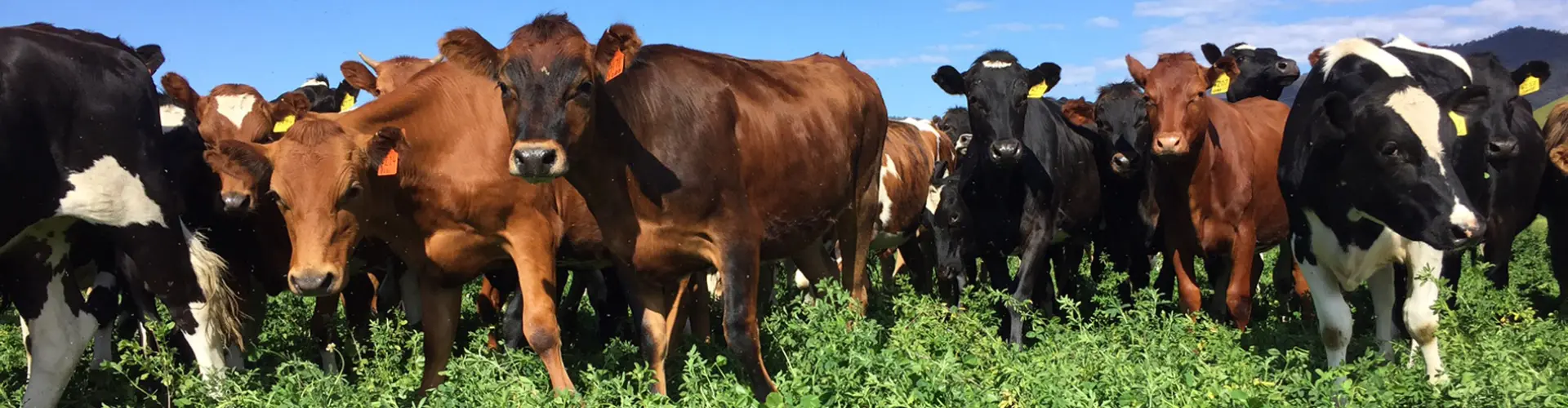 Hervorragender Futterwert