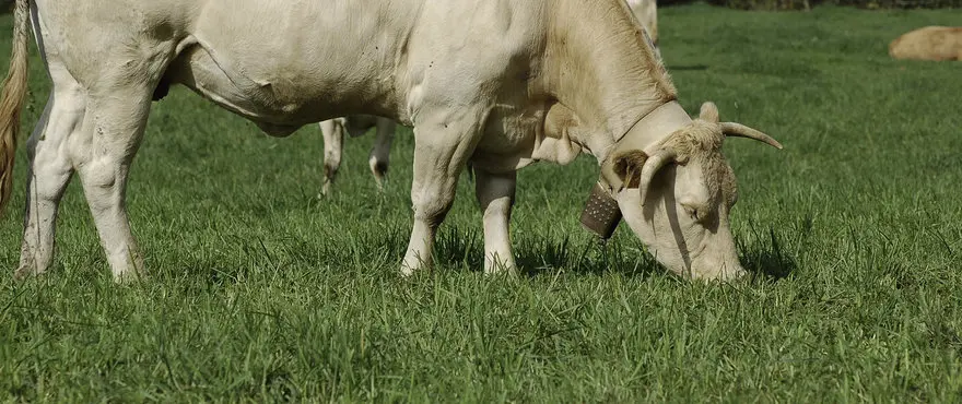 Large_Dactylis_Cocksfoot_HR