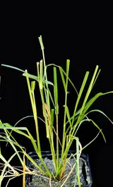 TIFFANY - Eragrostis tef