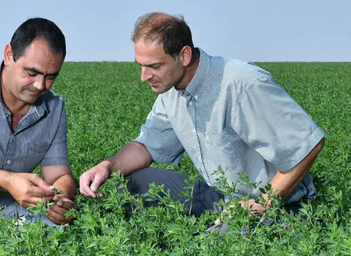 Dormanzklassifizierung in Europa