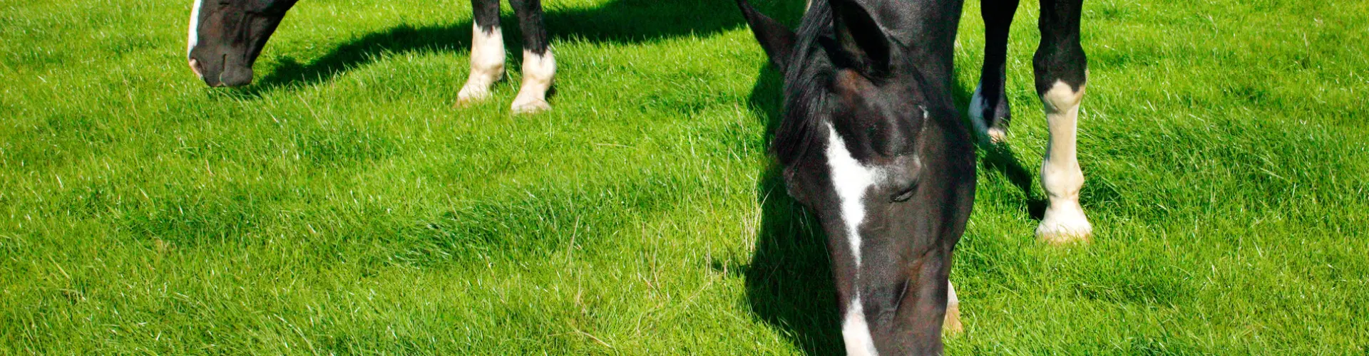 PORTAL_SLIDE_fructaan