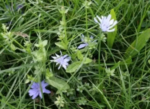 NutriHerb_9053.JPG Kruidenrijkgrasland