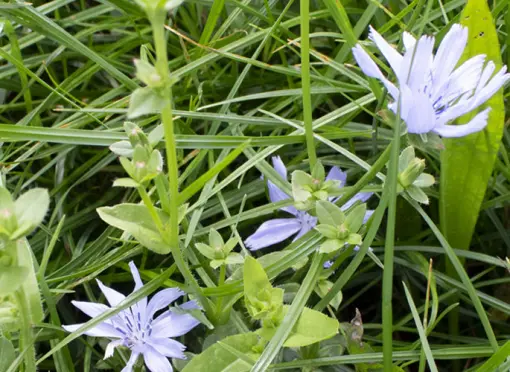 header botanische samenstelling
