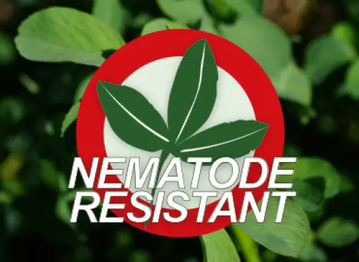 VL_Barenbrug_NematodeResistant