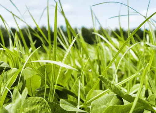 Forscherin bittet um Aufmerksamkeit für Leguminosen
