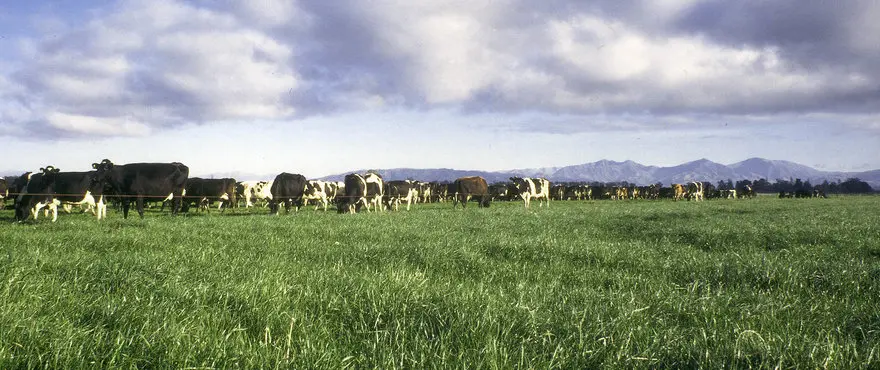 Large_Festuca_Pratense_HR