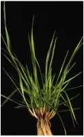 Festuca arundinacea2
