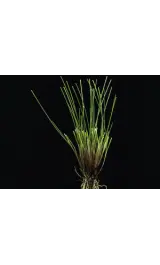 Festuca rubra rubra_