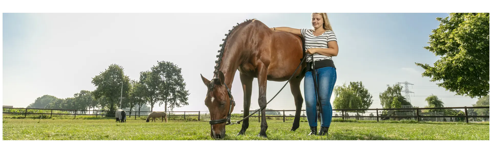 Die besten Tipps zur Regeneration Ihrer Pferdeweide