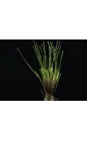 Festuca rubra rubra_