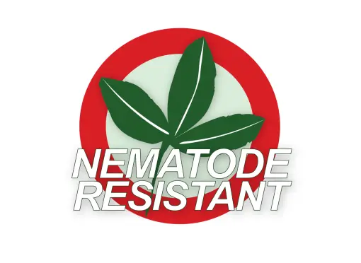 4-0-2-1-1-VL_luzerne_portal_luzerne_nematode_resistant