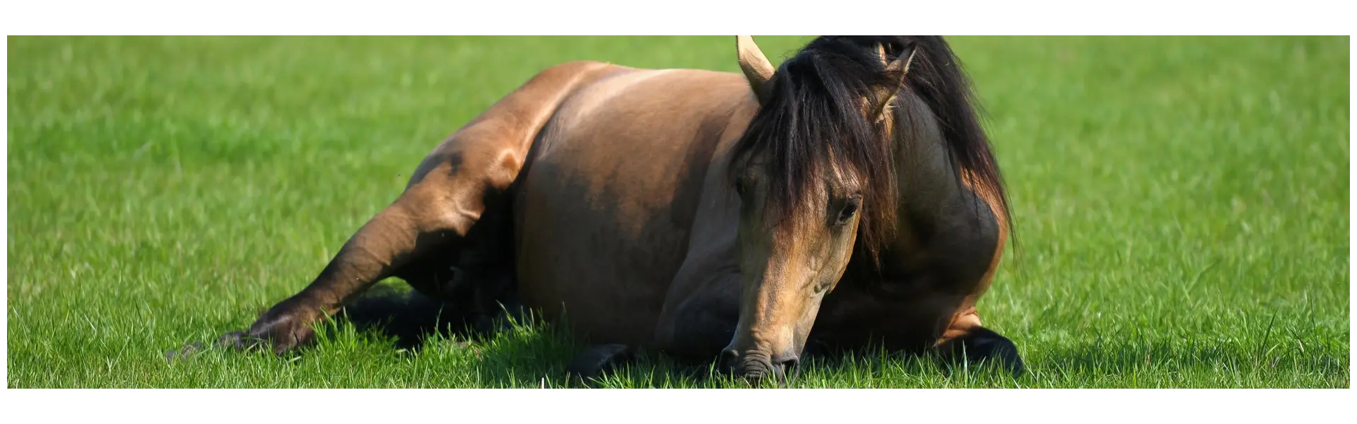 Pferdegras und Kuhgras