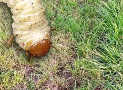 head_challenge_solution_grumbs-small