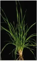 Dactylis glomerata2