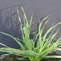Wiesenlieschgras (phleum pratense)