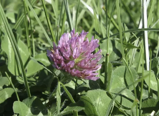 Acht Vorteile von Wiesenklee