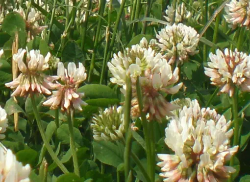 Klee senkt die Produktionskosten der Milch um 1 Cent