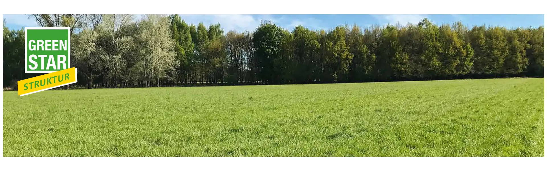 Sanftblättriger Rohrschwingel das Multitalent unter den Futtergräsern