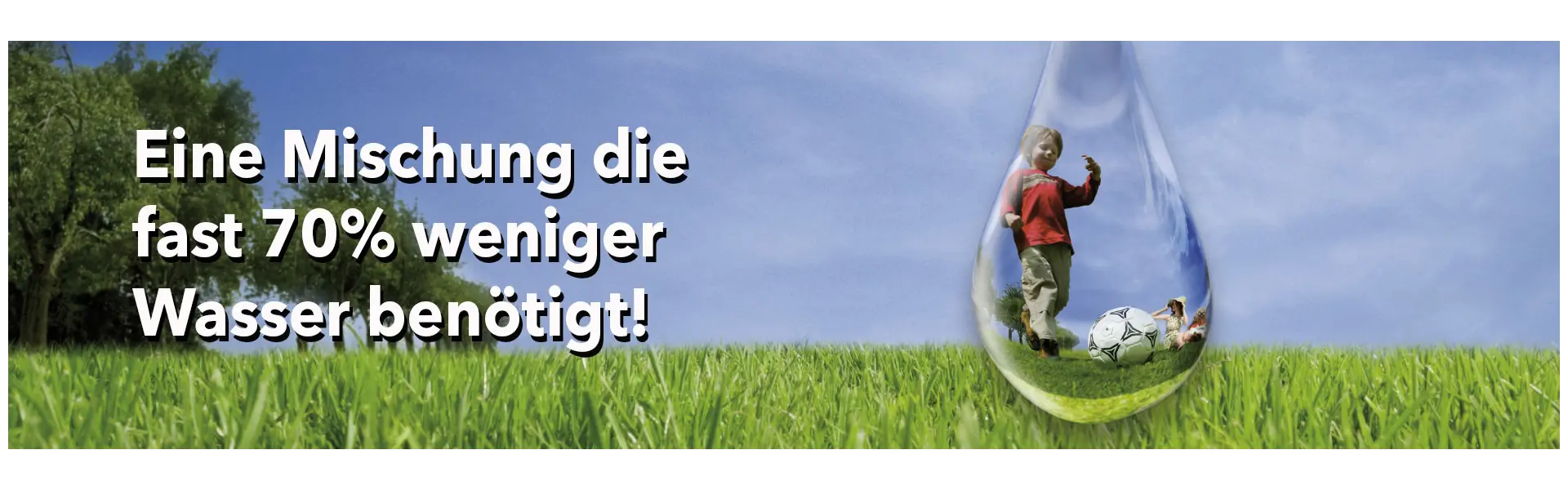 Rohrschwingel verträgt Trockenheit und Hitze problemlos