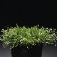 Einjährige Rispe (poa annua)