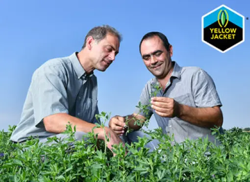 OL_Barenbrug_YellowJacket-edit_03