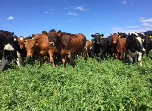 VL_Barenbrug_Lucerne_Cows