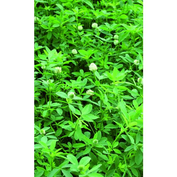 Elite II - Alexandrinerklee