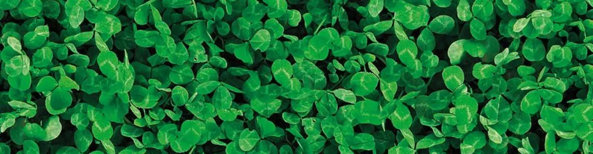 Header-Lawn-Clover