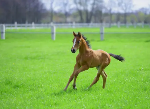 Optional_link_Gras_en_innovatie_2