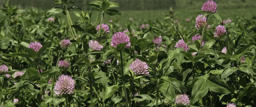 Large_Red_Clover_HR