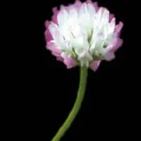 Vista - Balansaklee