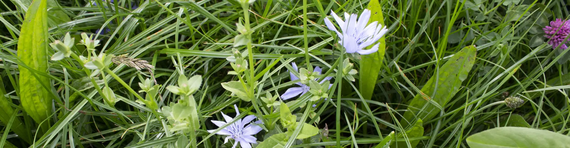 header botanische samenstelling