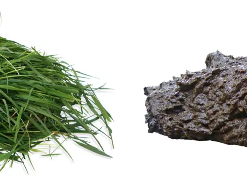 Minimale Pansenazidose mit NutriFibre