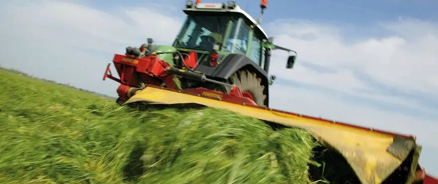 Large_Lolium_Perenne_HR