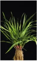 Festuca pratense2