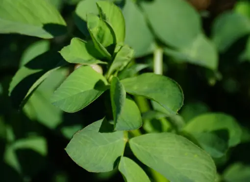 Krankheiten an Luzerne