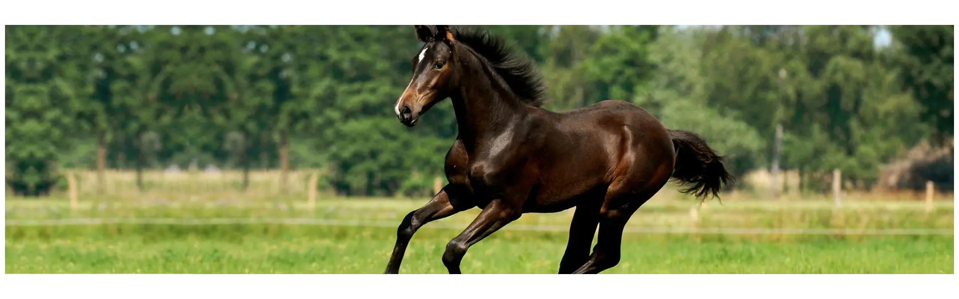 Niedriger Fruktangehalt