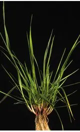 Festuca arundinacea2